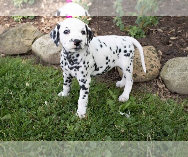 Medium Photo #1 Dalmatian Puppy For Sale in MILLERSBURG, OH, USA