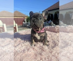 French Bulldog Puppy for sale in BROOKLYN, NY, USA