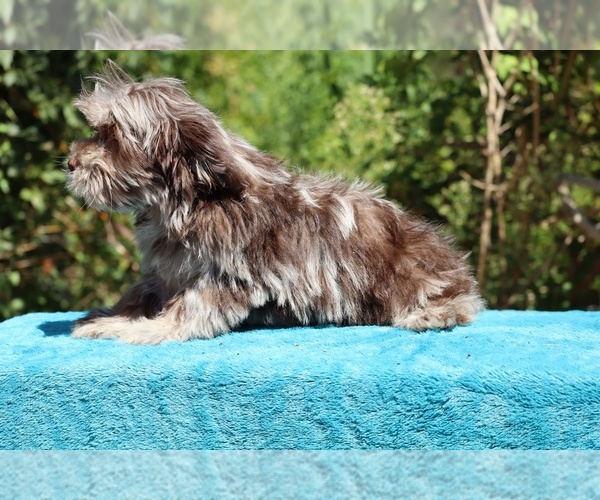 Medium Photo #24 ShihPoo Puppy For Sale in DYERSBURG, TN, USA