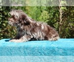 Small #23 ShihPoo