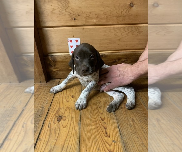 Medium Photo #1 German Shorthaired Pointer Puppy For Sale in FLEETWOOD, NC, USA