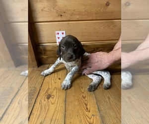 German Shorthaired Pointer Puppy for sale in FLEETWOOD, NC, USA