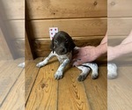 Small Photo #1 German Shorthaired Pointer Puppy For Sale in FLEETWOOD, NC, USA