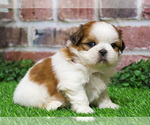 Small #3 Shih Tzu