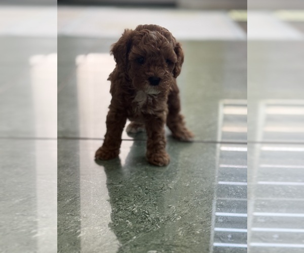 Medium Photo #50 Cavapoo-Poodle (Toy) Mix Puppy For Sale in PENSACOLA, FL, USA