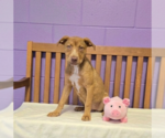 Small #2 Labrador Retriever Mix