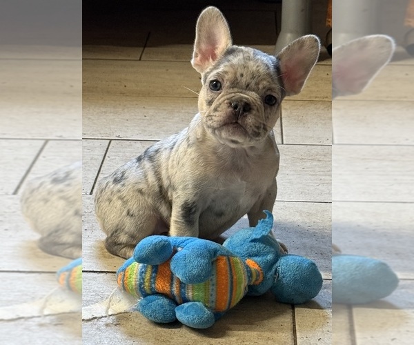 Medium Photo #1 French Bulldog Puppy For Sale in LAKE WALES, FL, USA