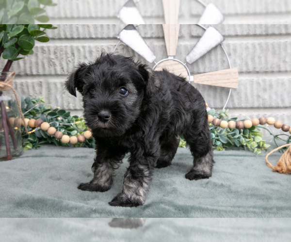 Medium Photo #36 Schnauzer (Miniature) Puppy For Sale in BALTIC, OH, USA