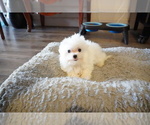 Small Photo #12 Maltese Puppy For Sale in LOS ANGELES, CA, USA