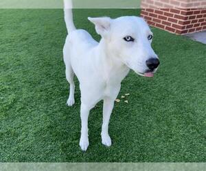 Siberian Husky-Unknown Mix Dogs for adoption in Grand Prairie, TX, USA