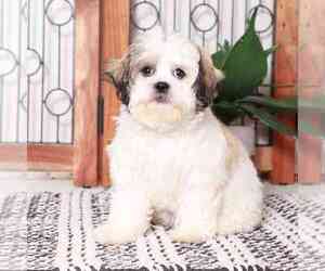 Zuchon Puppy for sale in NAPLES, FL, USA