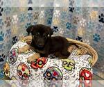 Small German Shepherd Dog Mix