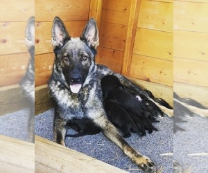 Mother of the German Shepherd Dog puppies born on 08/05/2019