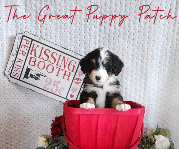 Full screen Photo #2 Bernedoodle Puppy For Sale in HARRISONVILLE, MO, USA