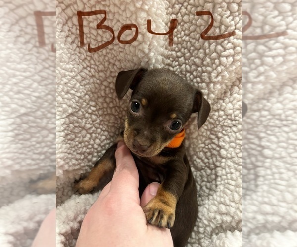 Medium Photo #1 Chiweenie Puppy For Sale in CANDLER, NC, USA