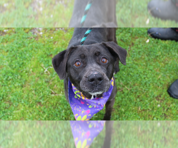 Medium Photo #1 Mutt Puppy For Sale in Abbeville, LA, USA