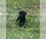 Puppy Max Labrador Retriever