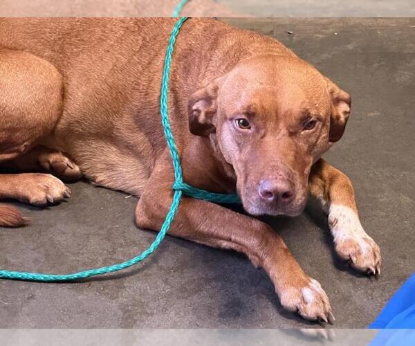 Medium Photo #1 Pointer-Unknown Mix Puppy For Sale in Tulsa, OK, USA