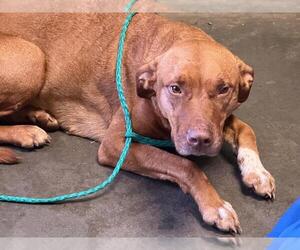 Pointer-Unknown Mix Dogs for adoption in Tulsa, OK, USA