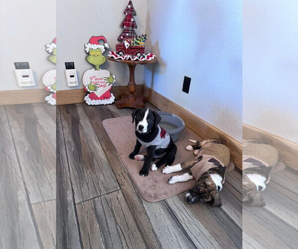 Medium Photo #5 American Staffordshire Terrier-Unknown Mix Puppy For Sale in Duluth, MN, USA