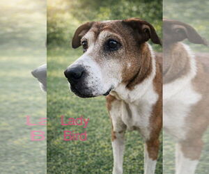 Bogle Dogs for adoption in Wakefield, RI, USA