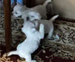 Small #12 West Highland White Terrier