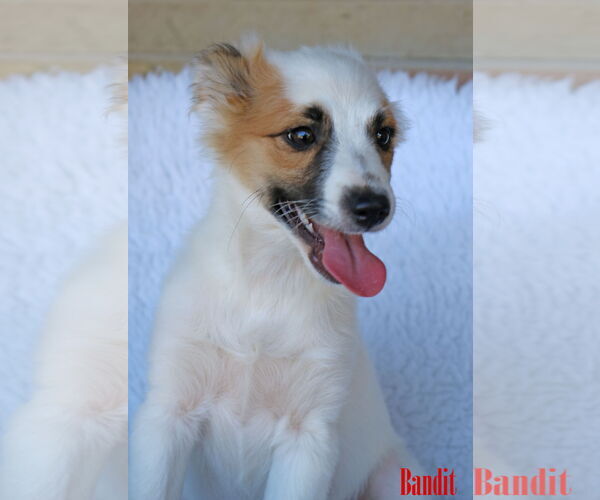 Medium Photo #6 Chihuahua-Unknown Mix Puppy For Sale in Wakefield, RI, USA