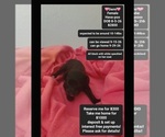 Image preview for Ad Listing. Nickname: Demi