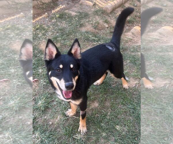 Medium Photo #2 Siberian Husky-Unknown Mix Puppy For Sale in Wetumpka, AL, USA
