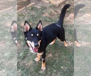 261447  Chekov - Male Siberian Husky-Unknown Mix Dog for Adoption - Photo #2