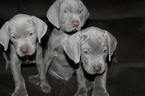 Small Photo #1 Neapolitan Mastiff-Weimaraner Mix Puppy For Sale in ROME, GA, USA