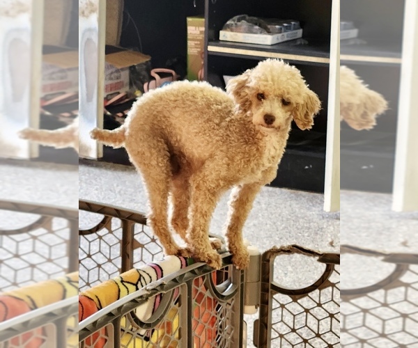 Medium Photo #1 Schnoodle (Miniature) Puppy For Sale in ROANOKE, IL, USA