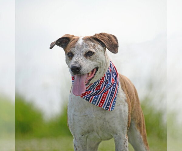 Medium Photo #22 Mutt Puppy For Sale in Gretna, NE, USA