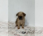 Small #3 Brussels Griffon
