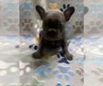 Small Photo #2 French Bulldog Puppy For Sale in COLUMBUS, GA, USA