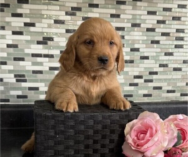 Medium Photo #1 Golden Retriever Puppy For Sale in THORP, WI, USA