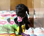 Small Photo #2 Goldendoodle (Miniature) Puppy For Sale in Cuyahoga Falls , OH, USA