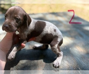 German Shorthaired Pointer Puppy for sale in BONIFAY, FL, USA