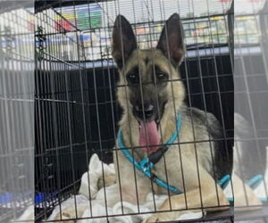 German Shepherd Dog Dogs for adoption in Mt. Laurel, NJ, USA