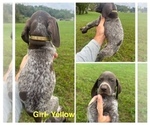 Puppy Female Yellow German Shorthaired Pointer
