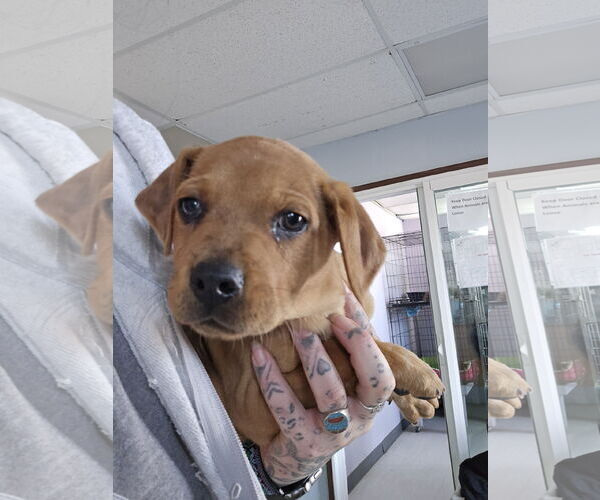 Medium Photo #5 Australian Shepherd-Unknown Mix Puppy For Sale in Aurora, CO, USA