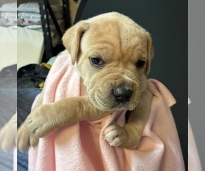 Cane Corso Puppy for sale in CAMBY, IN, USA