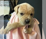 Image preview for Ad Listing. Nickname: Contessa
