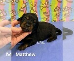 Image preview for Ad Listing. Nickname: Mini Matthew