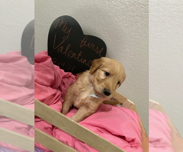 Medium Photo #12 Goldendoodle Puppy For Sale in MODESTO, CA, USA