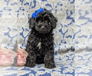 Cock-A-Poo-Poodle (Miniature) Mix Puppy for sale in CHRISTIANA, PA, USA