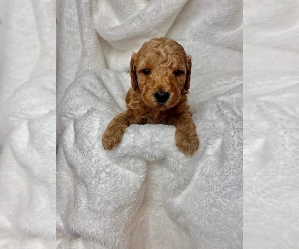 Medium Photo #2 Goldendoodle Puppy For Sale in EDMONDS, WA, USA