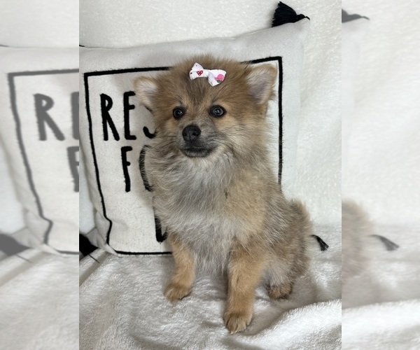 Medium Photo #2 Pomeranian Puppy For Sale in GREENFIELD, IN, USA