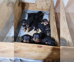 Rottweiler Puppy for sale in KNOXVILLE, IA, USA