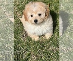 Small Photo #6 Maltese-Poodle (Toy) Mix Puppy For Sale in RICHMOND, IL, USA